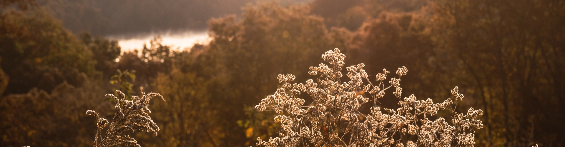 Rolling forested hills at sunrise with layers of mist and soft golden light across the landscape.