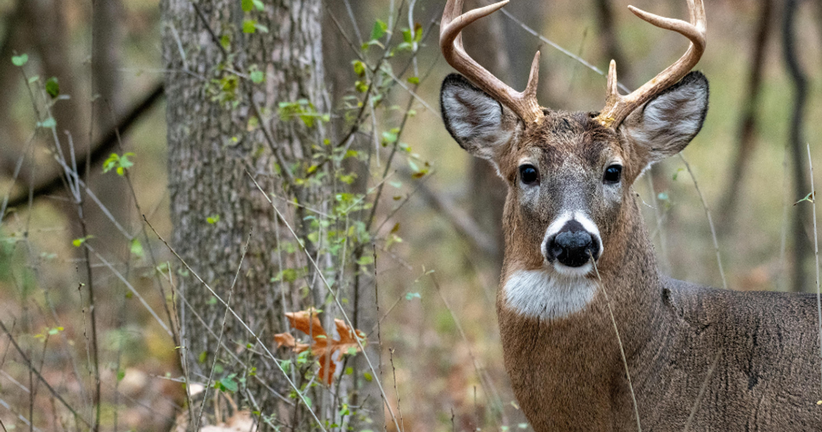 Majestic White-Tailed Deer in Forest Habitat