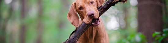 A dog holding a large stick.